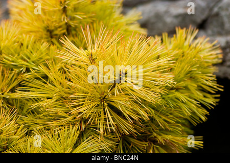 Pinus strobus var Nana, , Eastern white pine, USA, North America, sosna amerykanska,wejmutka Stock Photo