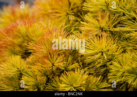 Pinus strobus var Nana, , Eastern white pine, USA, North America, sosna amerykanska,wejmutka Stock Photo