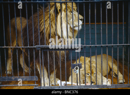 Yekaterinburg Russia  Zoo Lion & Lioness Caged With Joint Of Meat