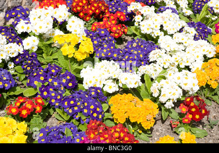 Brightly colored mixed Primula flowers Stock Photo