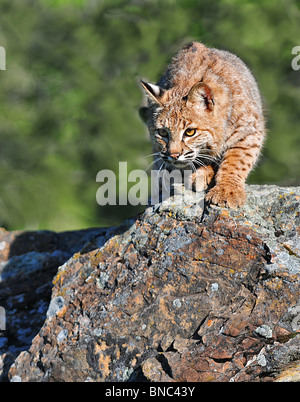 Adult Bobcat on a rock stalking his prey Stock Photo