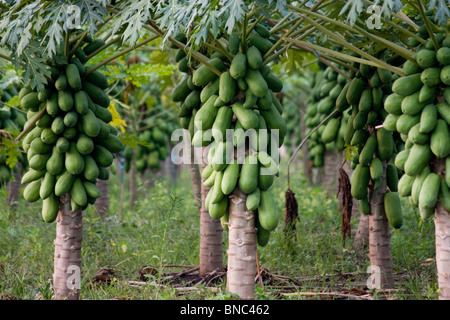 Papaya fruit (Carica papaya) growing in a plantation near Tha Ton, Chiang Mai Province, Thailand Stock Photo
