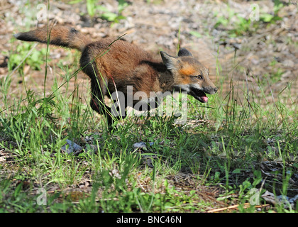 Baby Red Fox running fast Stock Photo