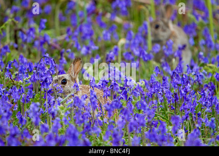 Rabbit; Oryctolagus cunniculus; bluebells; Cornwall Stock Photo