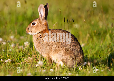 Rabbit; Oryctolagus cunniculus; meadow; Cornwall Stock Photo