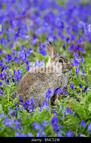 Rabbit; Oryctolagus cunniculus; bluebells; Cornwall Stock Photo