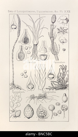 Botanical print from Manual of Botany of the Northern United States, Plate XXI, Gen. of Lycopodiaceae, Equisetaceae, &c. Stock Photo