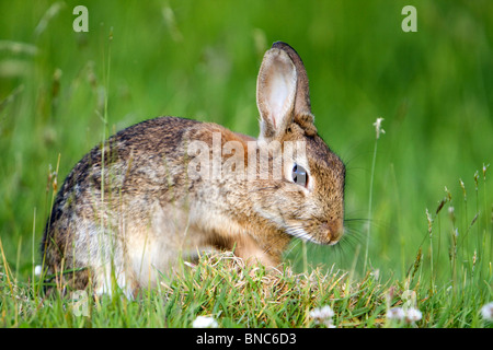 Rabbit; Oryctolagus cunniculus; meadow; Cornwall; digging Stock Photo