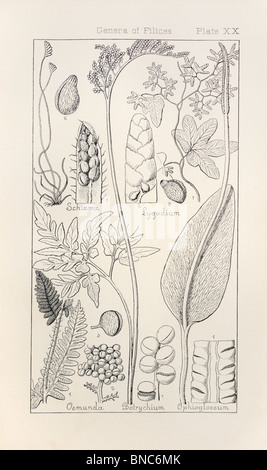 Botanical print from Manual of Botany of the Northern United States, Asa Gray, 1889. Plate XX, Genera of Filices. Stock Photo
