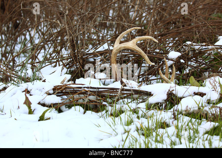 Whitetail deer antlers in snow with brush in foreground and background Stock Photo