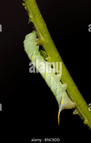 Death's Head Hawk-moth larva, third instar feeding on Potato (c) Stock Photo