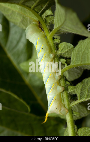 Death's Head Hawk-moth larva, fourth instar feeding on Potato. (c) Stock Photo