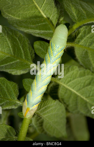 Death's Head Hawk-moth larva, fourth instar feeding on Potato. (c) Stock Photo