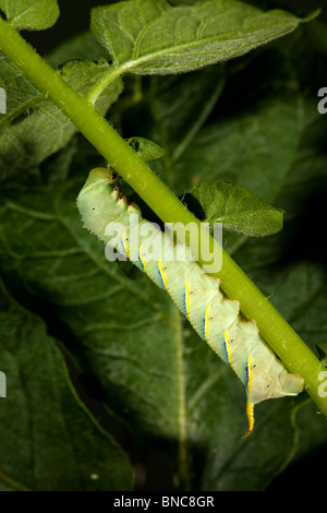 Death's Head Hawk-moth larva, fourth instar feeding on Potato. (c) Stock Photo