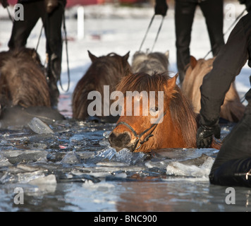 Horses falling into frozen pond at winter horse exhibition in Reykjavik, Iceland Stock Photo