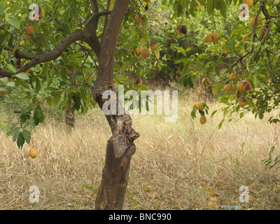 Sicily Italy Lemons Growing On Trees Stock Photo
