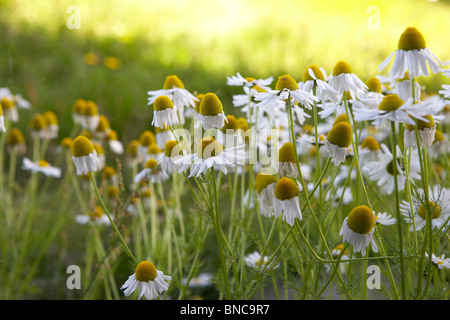 Mayweed flowers, Iceland Stock Photo