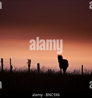 Silhouette of Icelandic Horse at sunset, Snaefellsnes Peninsula,  Iceland Stock Photo