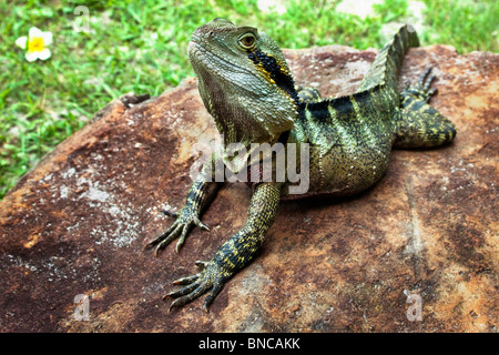 Basking Lizard, Eastern Water Dragon, tropical coast line, Byron Bay area, Australia. Stock Photo