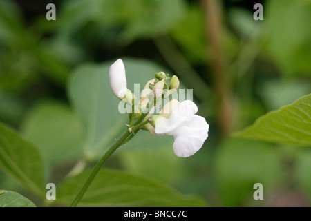 Runner bean plant, Phaseolus coccineus, unusual for Runner beans in that this one has white flowers. Emergo Stringless a white flowering form, it produces an abundance of pods 20 - 30cm long with tender and flavourful beans Stock Photo