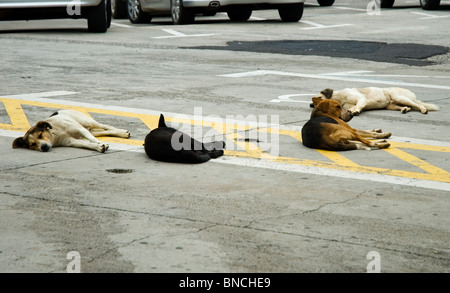 Dogs sleeping in car park Stock Photo