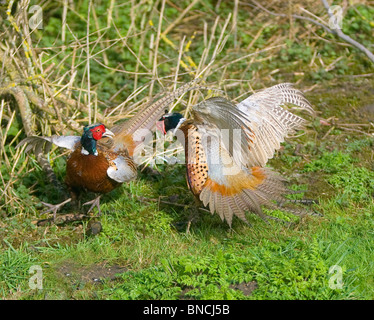 Pheasants Phasianus colchicus fighting over territory and the females it holds Stock Photo