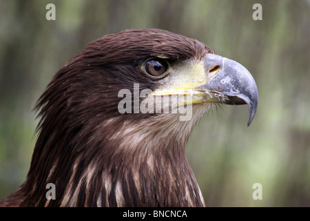 Close Up Of Head Of A Juvenile Bald Eagle Haliaeetus leucocephalus Stock Photo