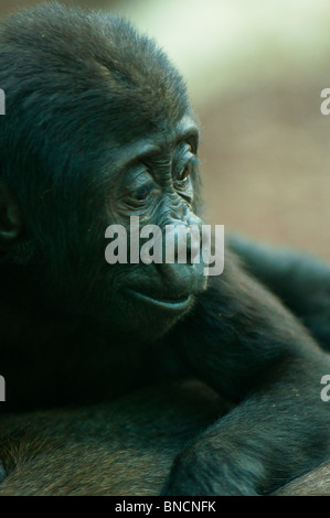 Cute baby Gorilla on its mother's chest. Stock Photo