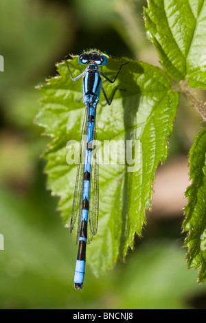 Common Blue Damselfly - Enallagma cyathigerum Stock Photo