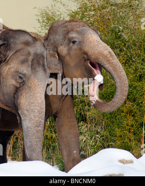 Two funny elephants eating snow. Stock Photo