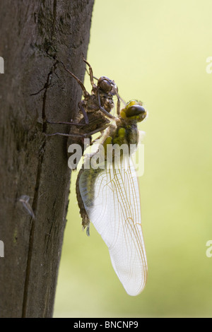 Four-spotted Chaser - Libellula quadrimaculata, Hatching Stock Photo