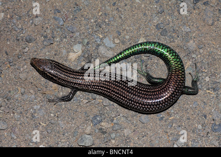 Gran Canaria Skink - Chalcides Sexlineatus Stock Photo - Alamy