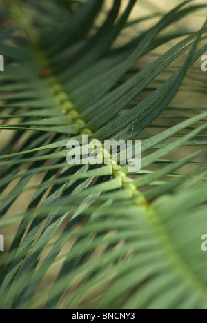 Wollemi Pine Stock Photo