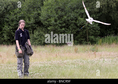 Female Handler Flying Captive Barn Owl Tyto alba Stock Photo