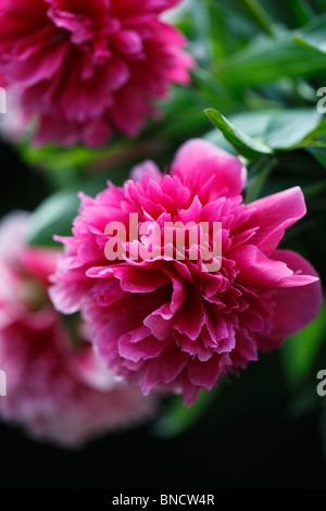 Large deep pink Peony flowers Stock Photo