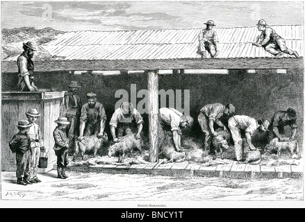 An engraving entitled 'Sheep-Shearing' - published in a book about Australia printed in 1886. Believed copyright free. Stock Photo