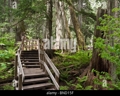 Giant Cedars Trail is a 500m boardwalk in Mount Revelstoke National Park BC Canada Stock Photo