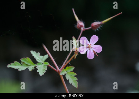 Herb Robert (Geranium robertianum) showing flower and seed heads. Stock Photo