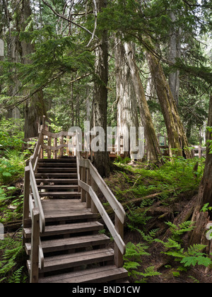 Giant Cedars Trail is a 500m boardwalk in Mount Revelstoke National Park BC Canada Stock Photo