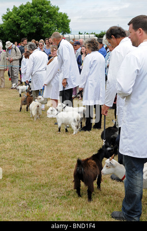 pygmy goats waiting to be judged at stithians show near camborne in cornwall, uk Stock Photo