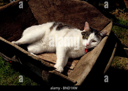 Young domestic cat in a wheelbarrow Stock Photo