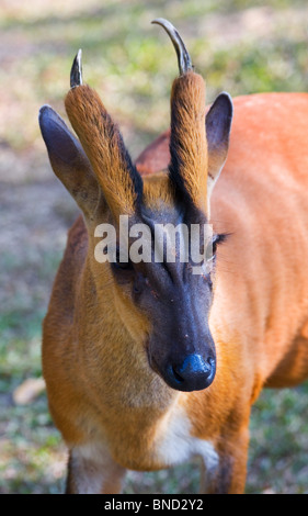 Barking Deer, Muntiacus muntjak, Khao Yai National Park, Thailand Stock Photo