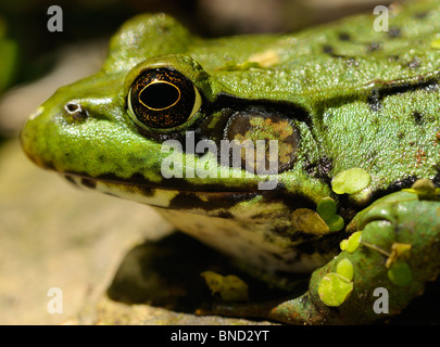 Close up of a female green frog Rana clamitans eye and tympanum stalking prey by a pond Stock Photo