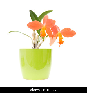 small bright orange flowering cattleya orchid in bright green pot; isolated on white Stock Photo