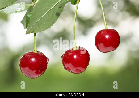 Closeup of three cherries on cherry-tree in orchard Stock Photo