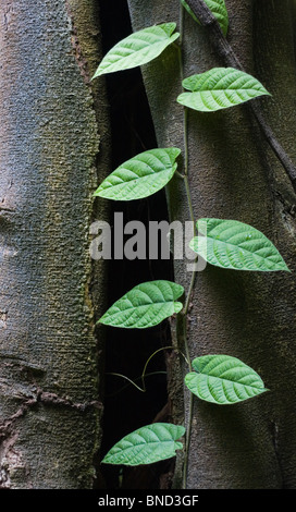 A green vine climbing on the trunk of a rainforest tree, Thailand Stock Photo