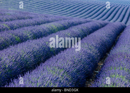Field of Lavender along the Valensole Plateau, Provence France Stock Photo