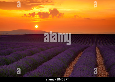 Sunset over lavender field near Valensole, Provence France Stock Photo