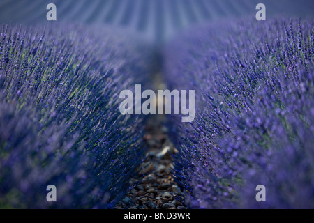 Field of Lavender along the Valensole Plateau, Provence France Stock Photo