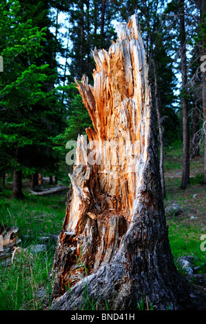 A broken tree trunk. Jasper National Park, Alberta, Canada. Stock Photo